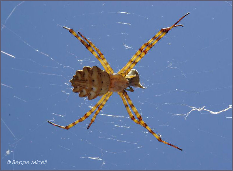 Coppia Argiope lobata